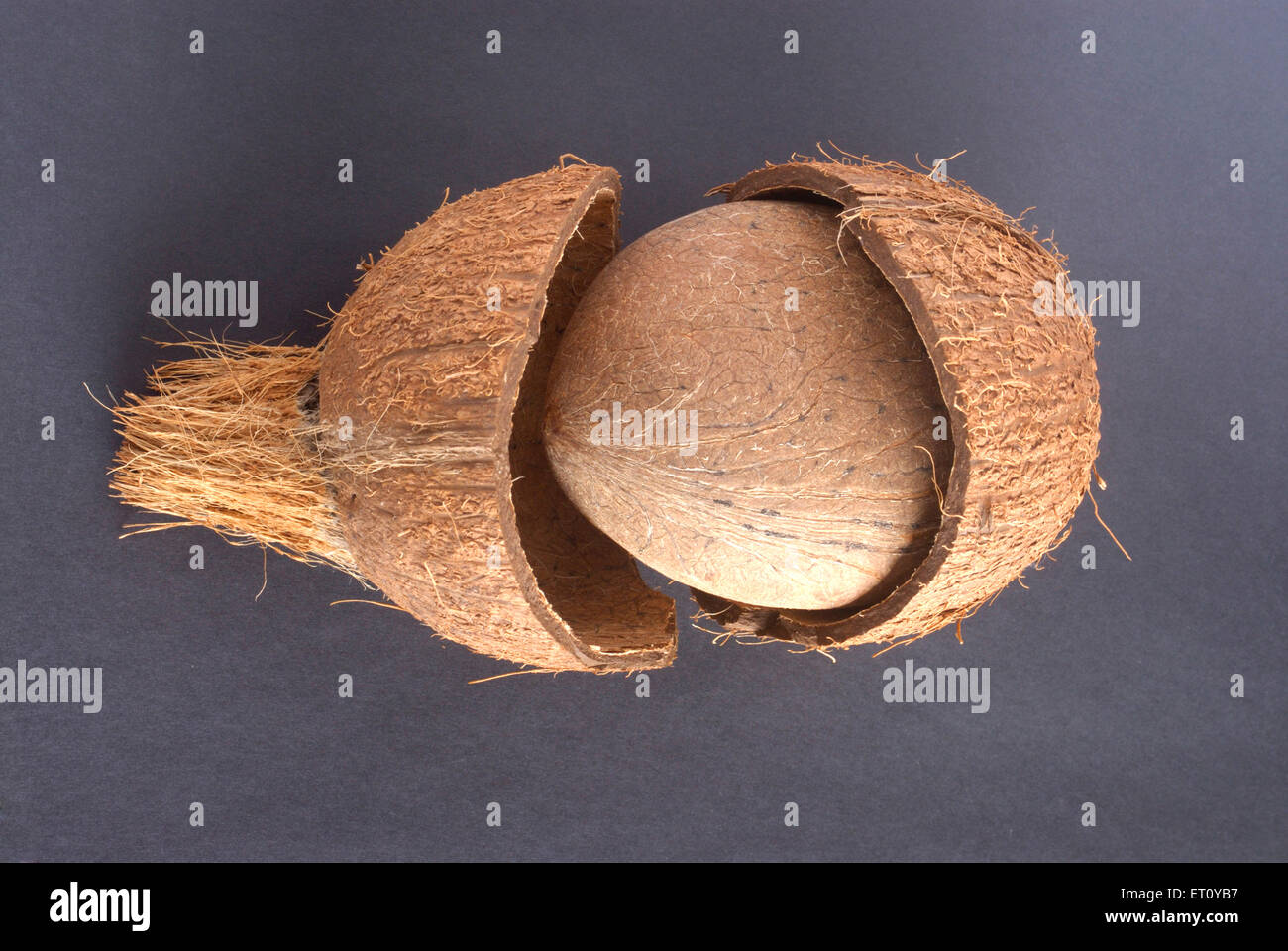 A secco del kernel di cocco prelevato dalla rottura del guscio duro copra su sfondo nero Foto Stock
