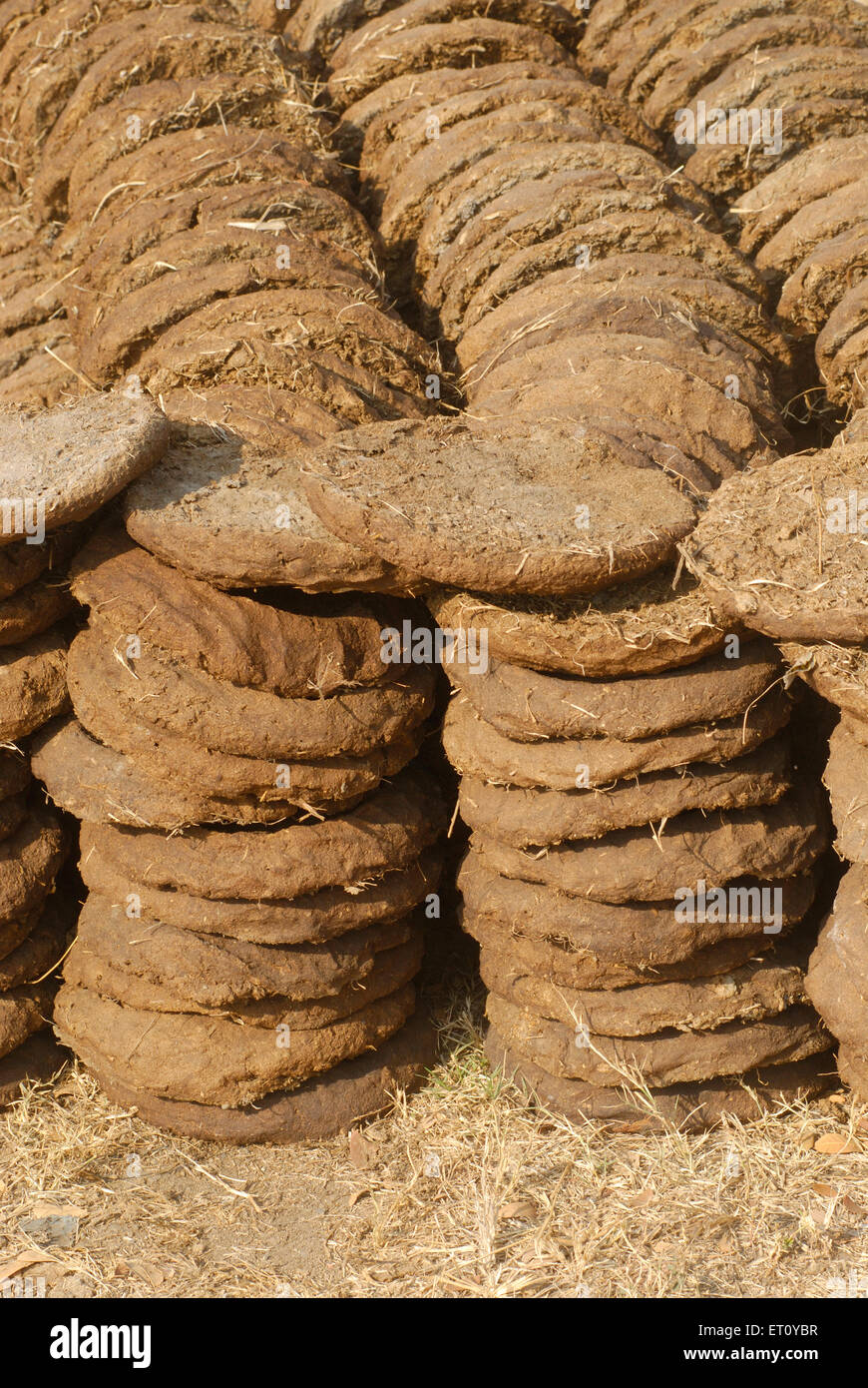 Cow Dung torta di essiccazione, Donje, Pune, Maharashtra, India Foto Stock