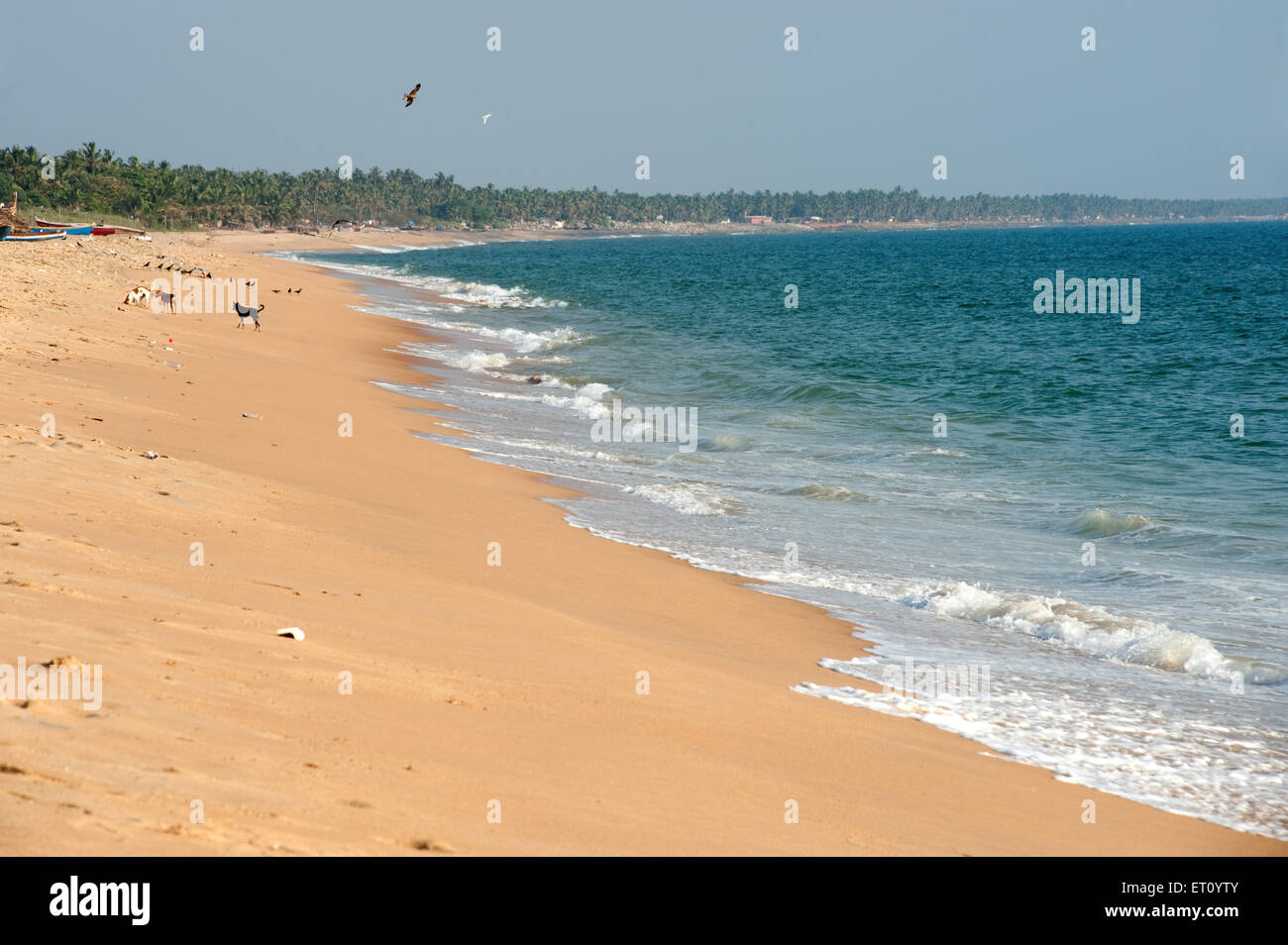 Mahatma Gandhi Beach ; Quilon ; Kollam ; Kerala ; India ; Asia Foto Stock