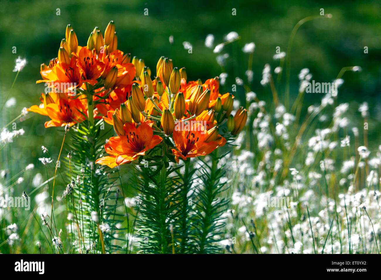 Il Lilium bulbiferum, Giglio Rosso, Fire Lily, gigli Foto Stock