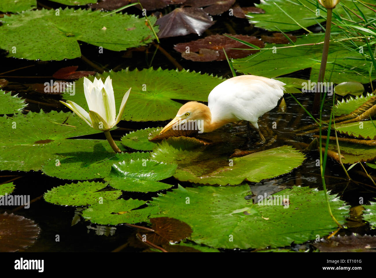 Bubulcus ibis, in piedi su foglia di loto ; Saras Bag ; Pune ; Maharashtra ; India ; Asia ; Asia ; indiano Foto Stock