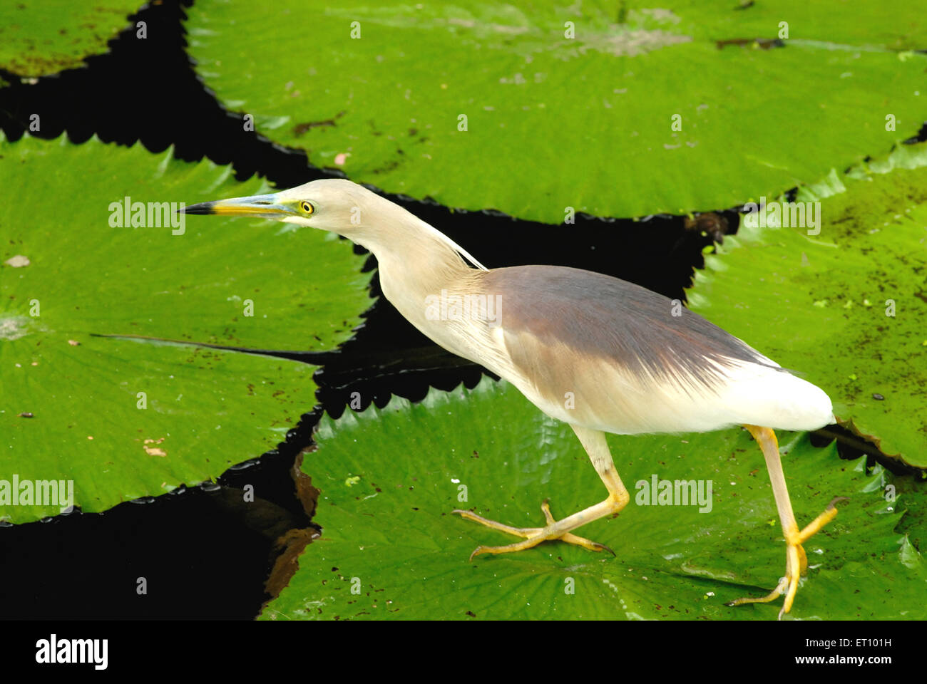 Indian pond heron ardeola grayii camminando sulla foglia di loto ; Saras Baug ; Pune ; Maharashtra ; India Foto Stock