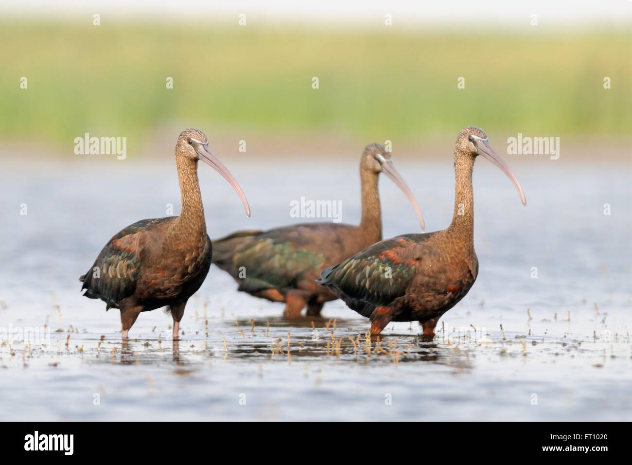 Tre ibis lucido a fondali del lago Manych in Kalmykia, Russia Foto Stock