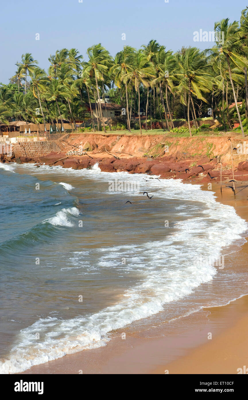 Palme da cocco e spumeggianti onde del mare Arabico a sinquerim beach ; Goa ; India Foto Stock