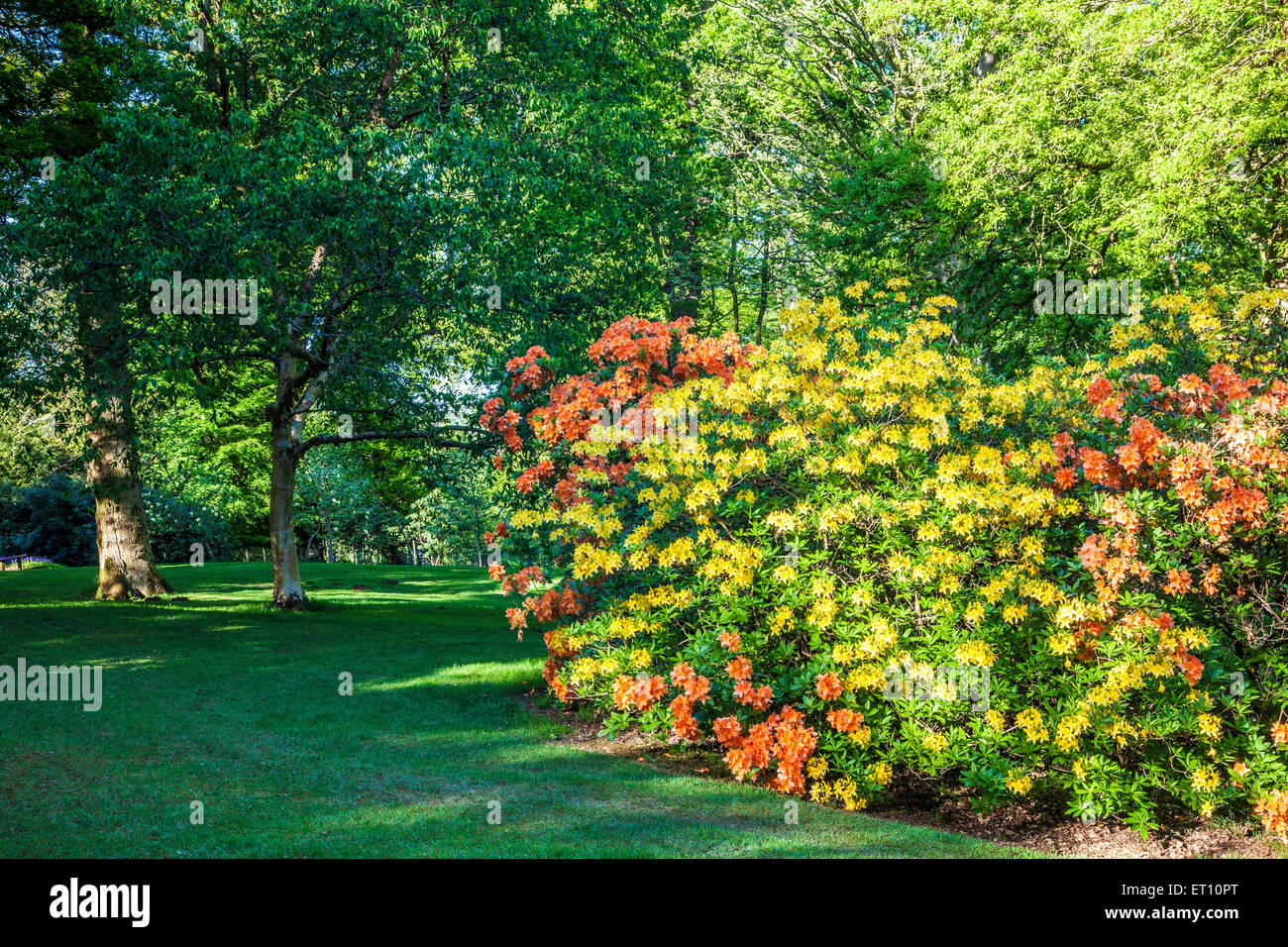 Rododendri sul Bowood Station Wagon nel Wiltshire. Foto Stock