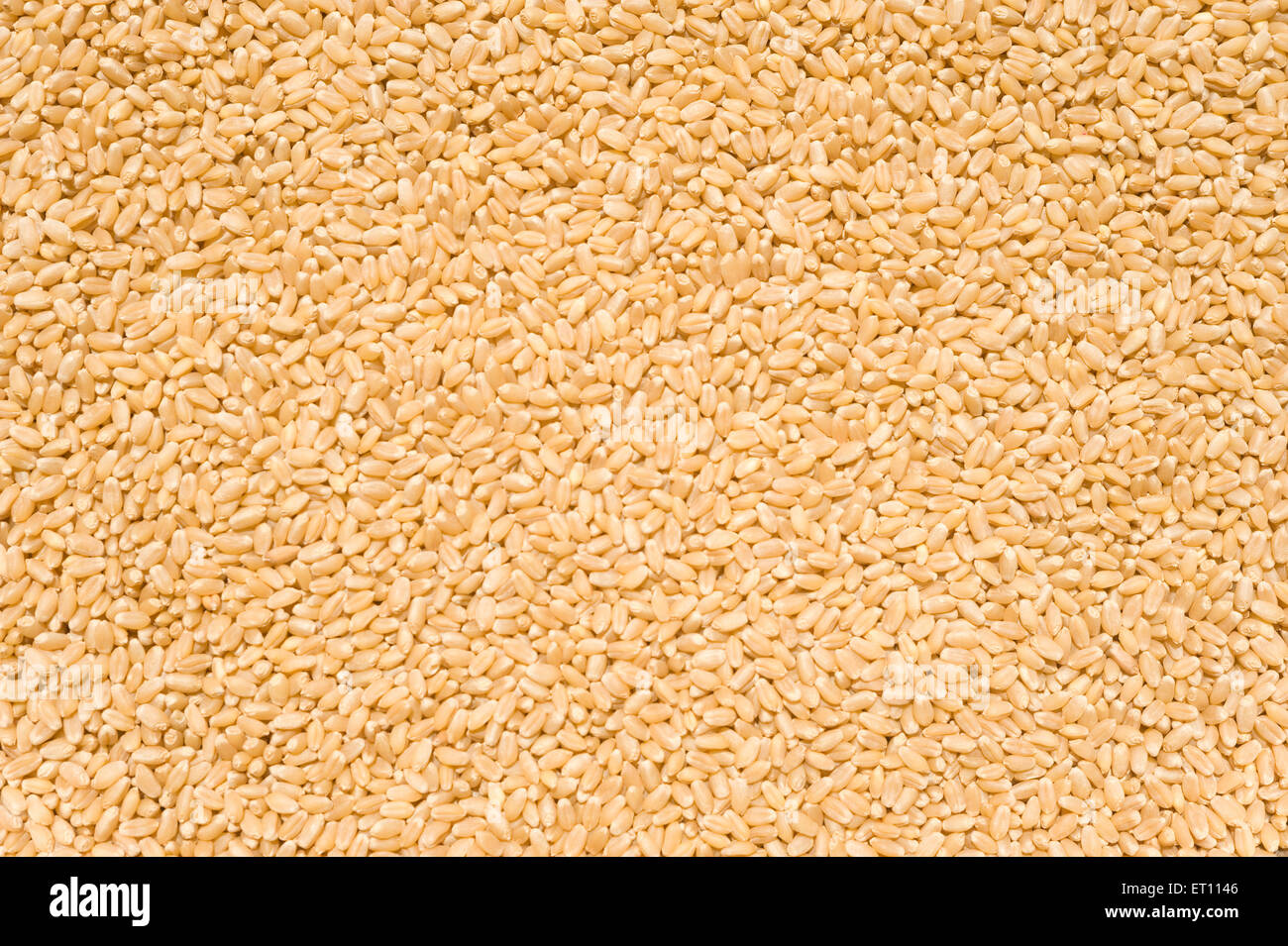 Grani di grano Sillod Ahmednagar Maharashtra India Asia Foto Stock