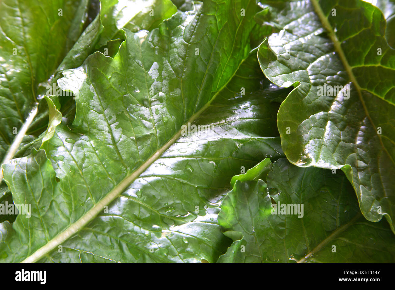 Foglie di ravanello, verdure verdi, foglie di muli, raphanus sativa, foglie verdi Foto Stock