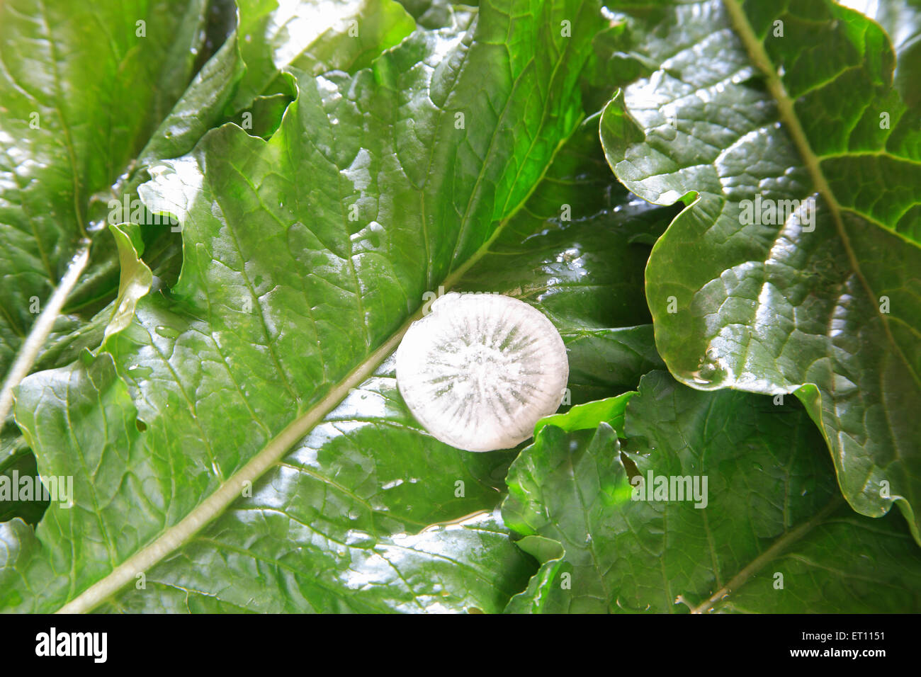 Vegetali verdi ; round fetta di muli ravanello raphanus sativa su foglie Foto Stock