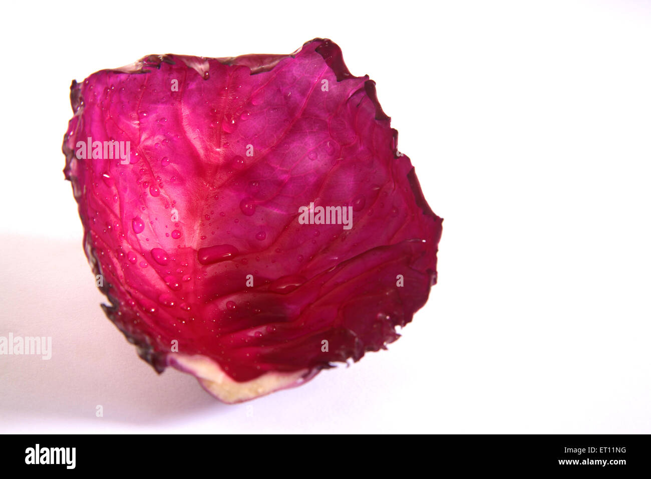 Ortaggi ; pattagobi cavolo Viola rossastro violetto blu su sfondo bianco Foto Stock
