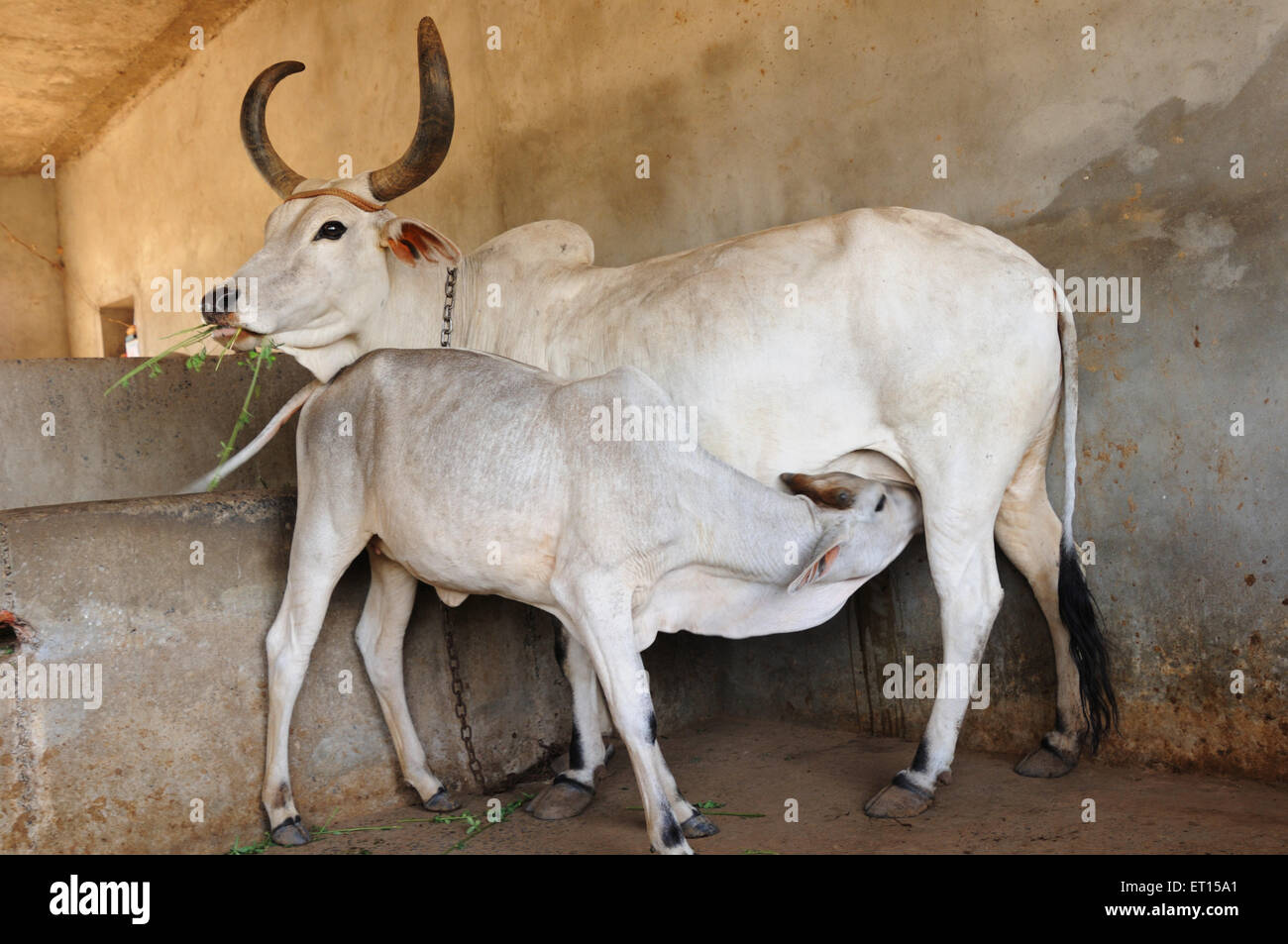 Vacca bambino vitello succhiare, mucche in rifugio vacca, Bhuj, Kutch, Gujarat, India Foto Stock