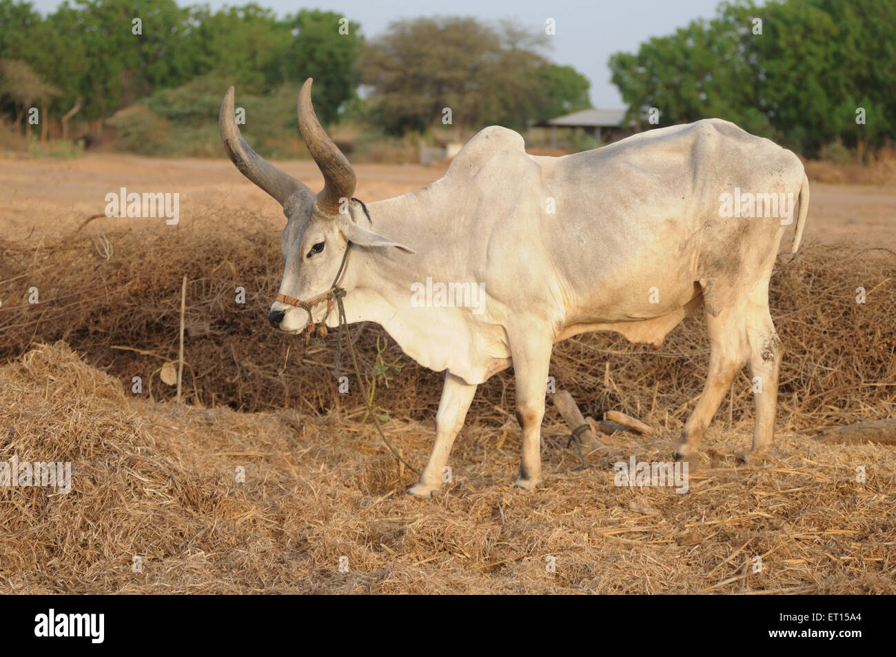 Toro, mucche in rifugio vacca, Bhuj, Kutch, Gujarat, India Foto Stock