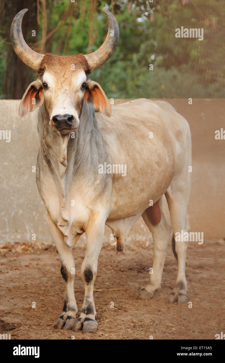 Toro, mucche in rifugio di mucca, Bhuj, Kutch, Gujarat, India, Asia Foto Stock