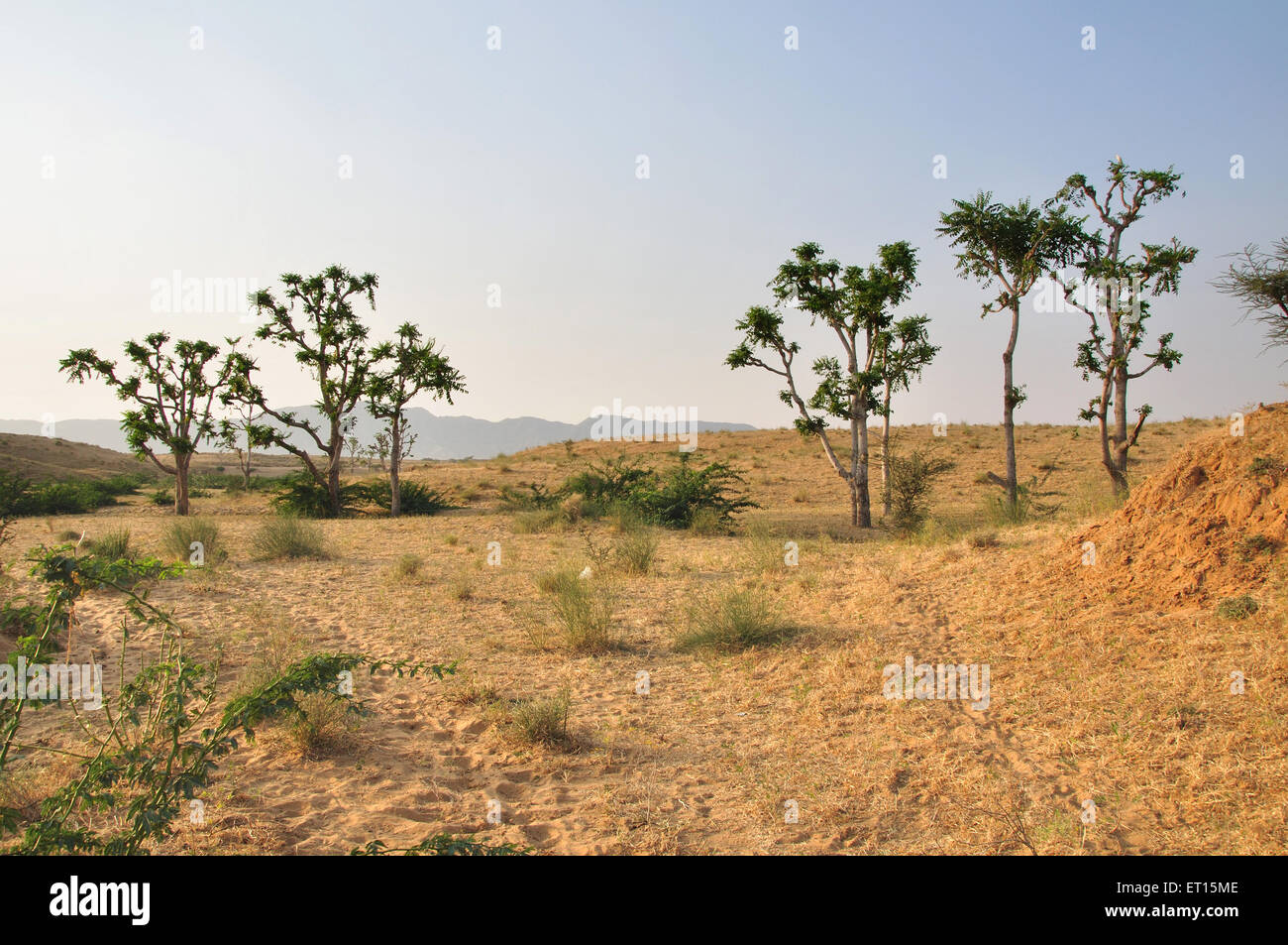Alberi che crescono nel deserto ; Pushkar ; Rajasthan ; India Foto Stock