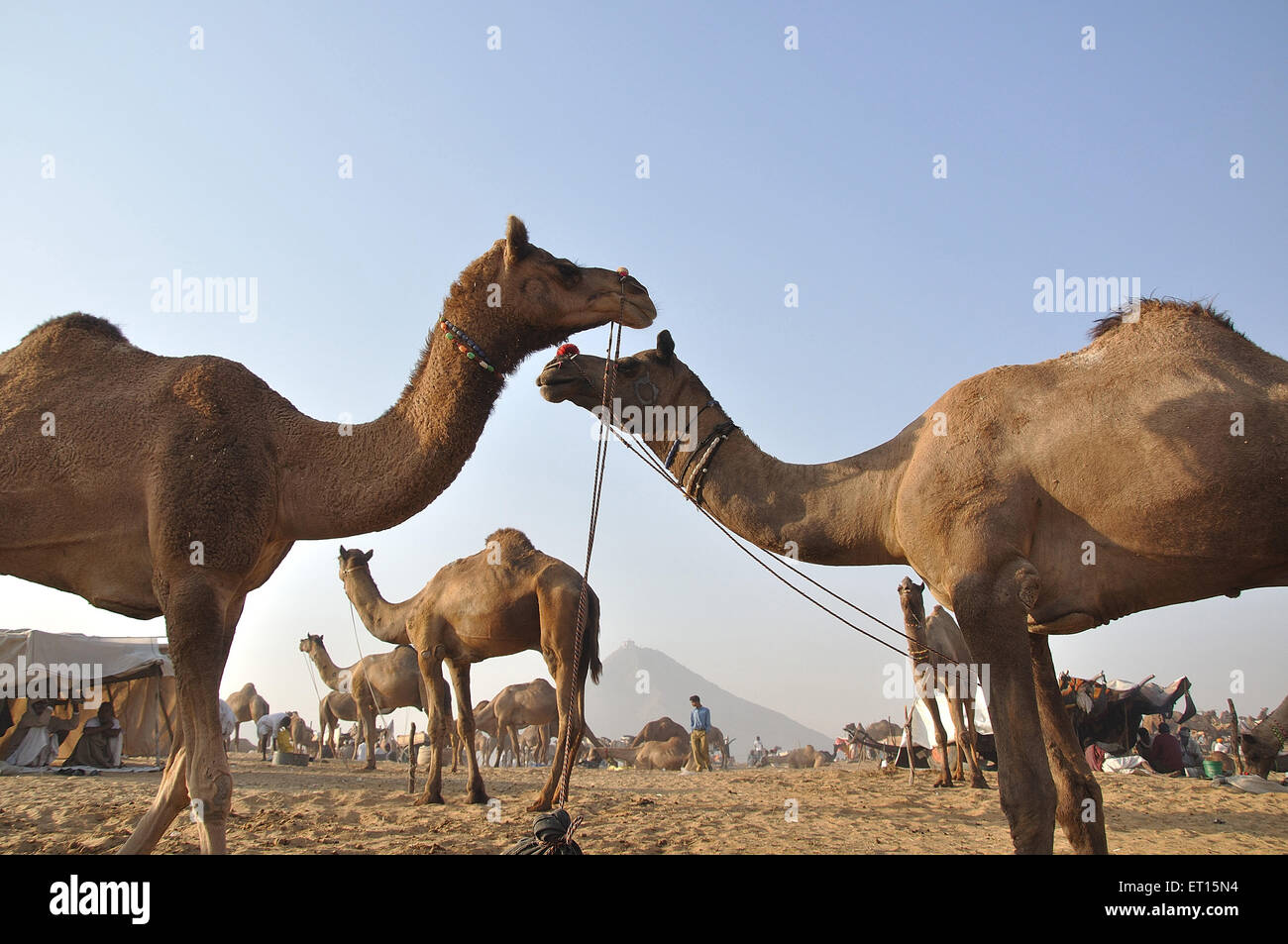 Cammelli ; fiera Pushkar ; Rajasthan ; India Foto Stock