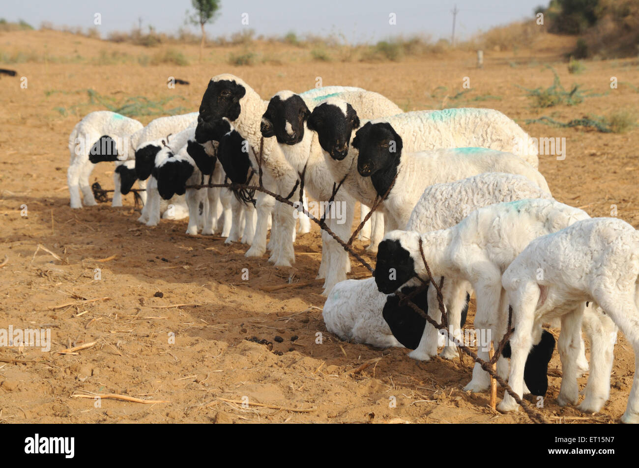 Gregge di ovini, mandrie di ovini, ovini domestici, bestiame, Bhuj, Kutch, Gujarat, India Foto Stock