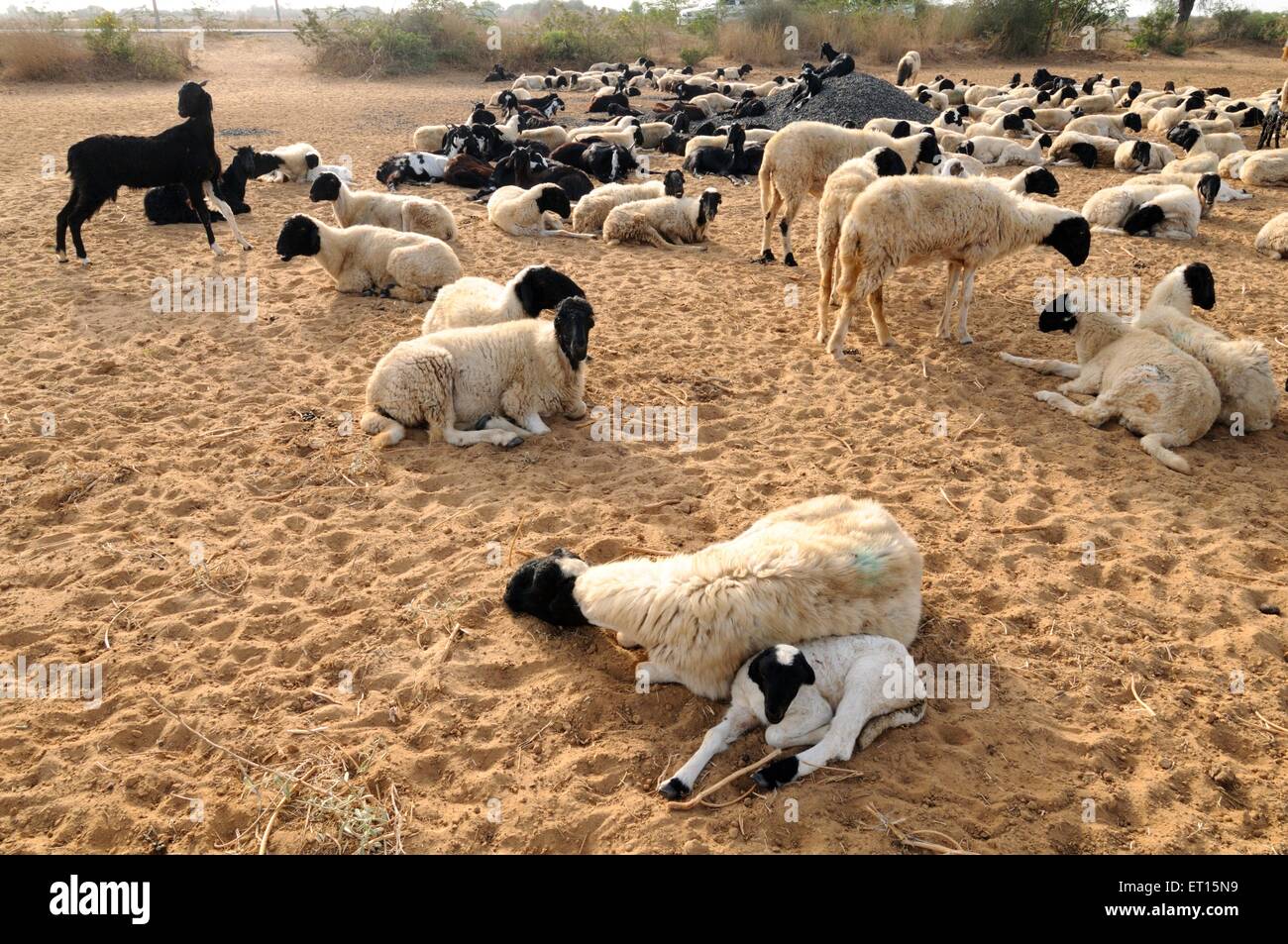 Gregge di ovini, mandrie di ovini, ovini domestici, bestiame, Bhuj, Kutch, Gujarat, India Foto Stock