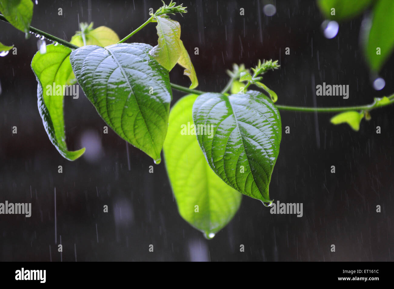 Pianta di Madhumalti, rangoon strisciante, honeysucckle cinese, Foto Stock