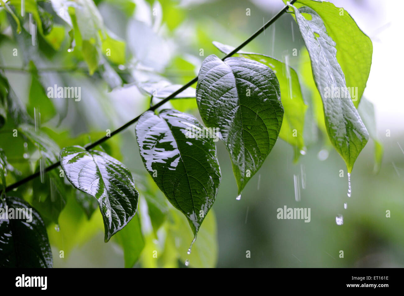 Pianta di Madhumalti, rangoon strisciante, honeysucckle cinese, Foto Stock