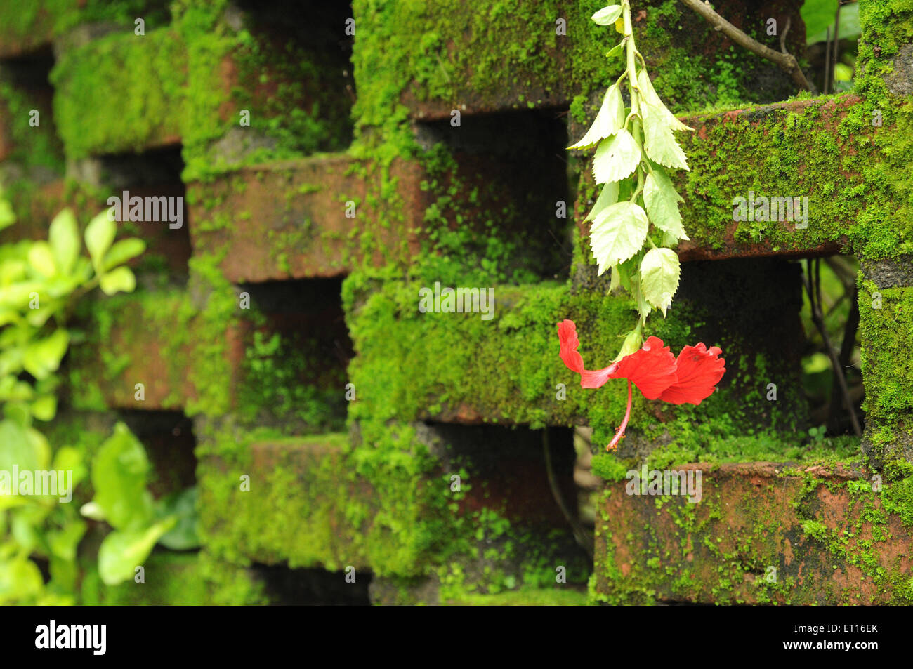 muro di mattoni, muschio verde, foglie verdi Foto Stock