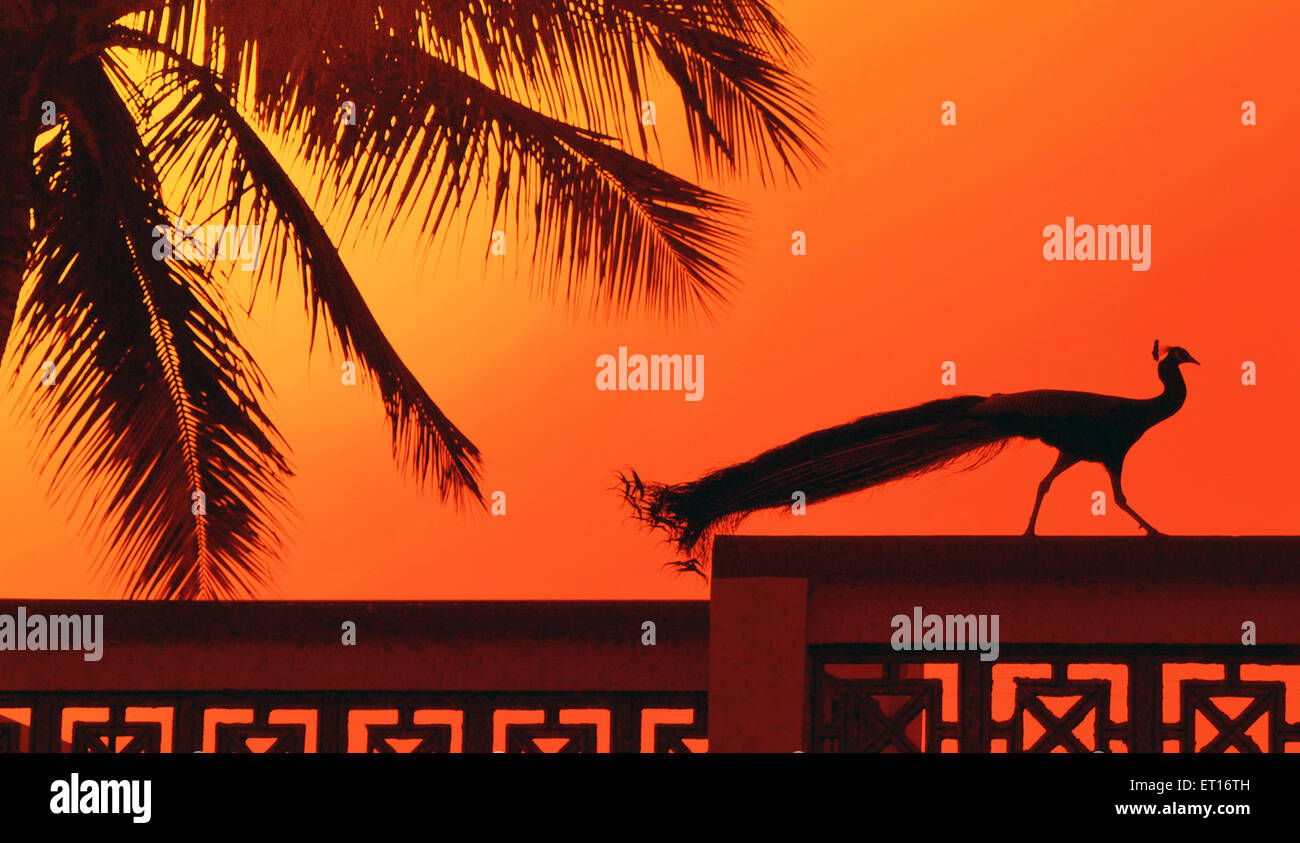 Peacock sulla terrazza Ahmedabad Gujarat India Asia Foto Stock