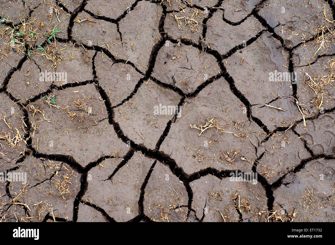 terra cracked, siccità, terra asciutta, terra asciutta Foto Stock