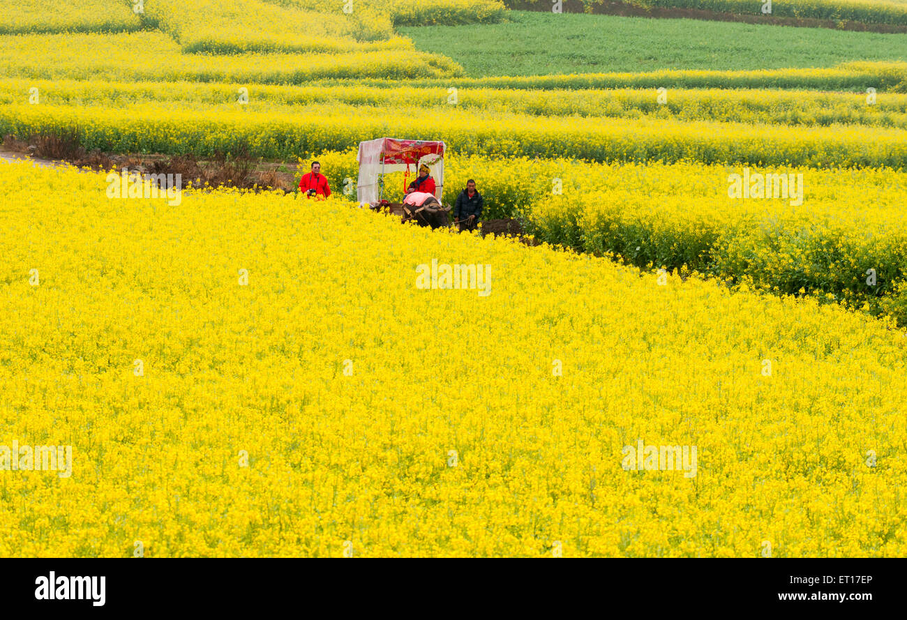 Colza gialli di campo dei fiori in Luoping, Cina Foto Stock