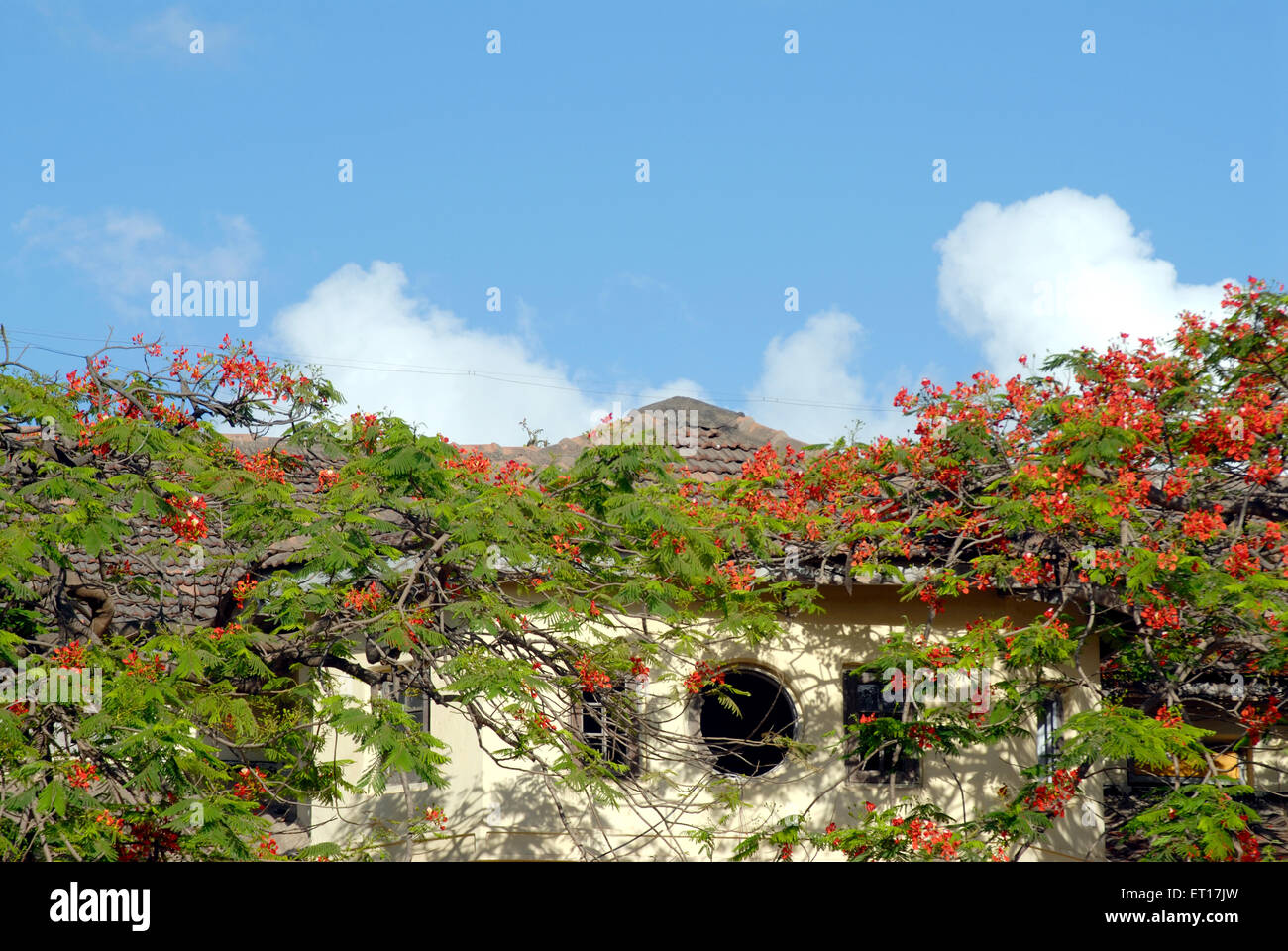 Architetto ; Tipica vecchia casa del coperchio con la Gulmarg fiore rosso ; Mumbai Bombay ; Maharashtra ; India Foto Stock