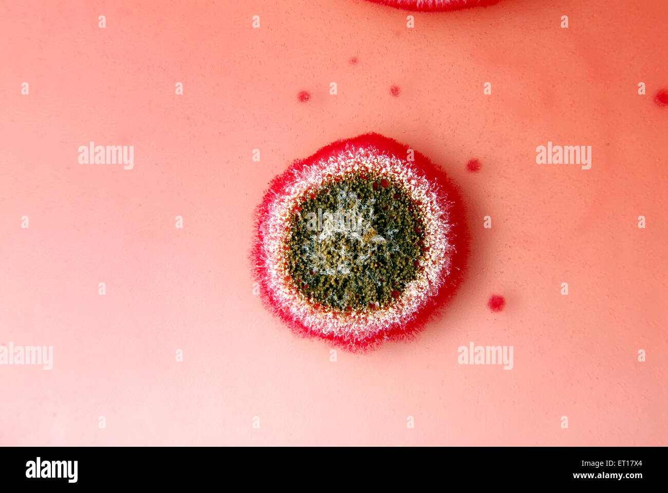 Ricerca scientifica colonie fungine semi di cotone su rosa bengala Chloramphenicol Agar Foto Stock