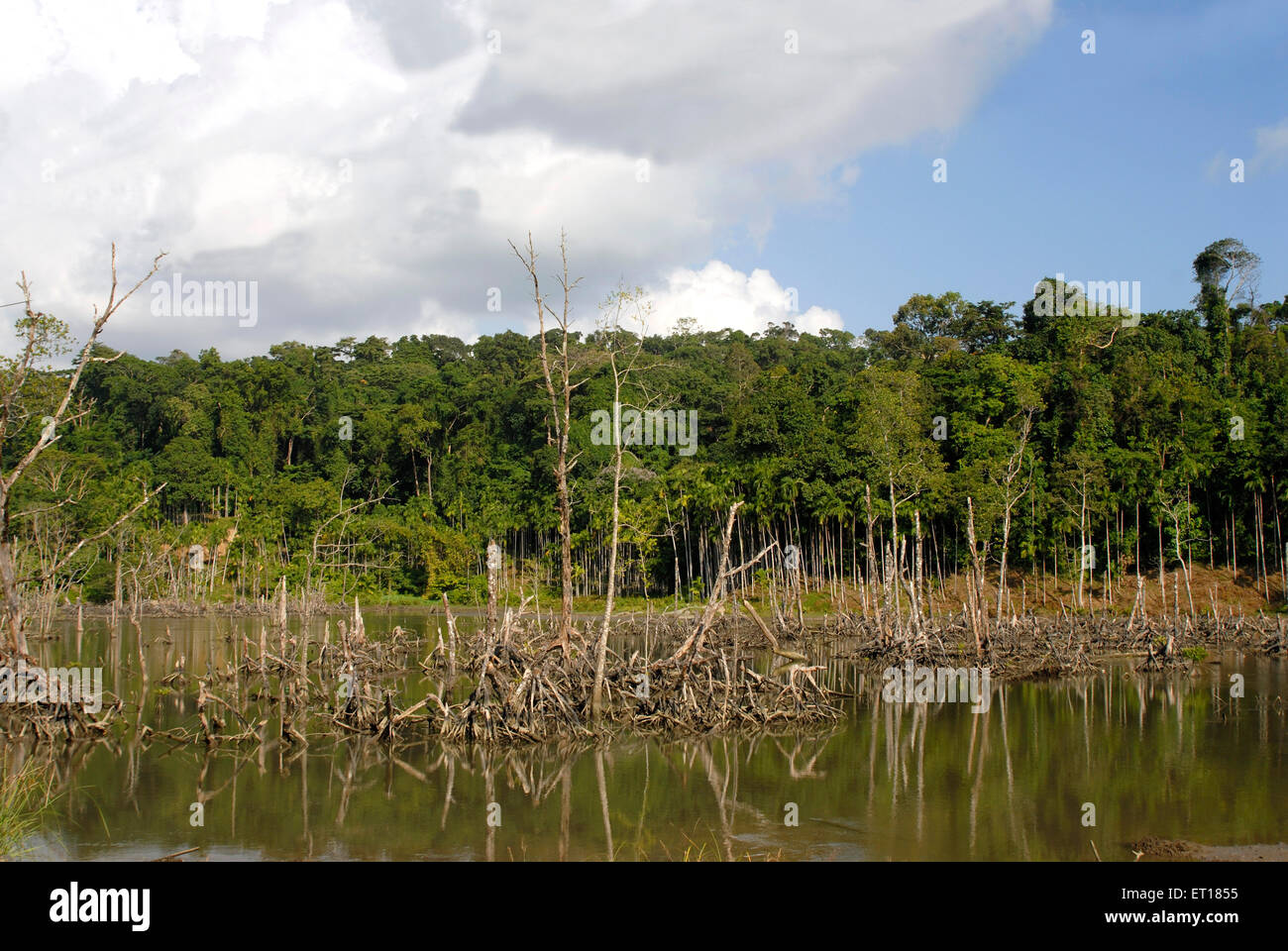 Radici di mangrovie, Isola della pelle Rossa, Parco nazionale marino, Port Blair, Andaman e Nicobar Islands, territorio dell'Unione di India, UT, India, Asia Foto Stock