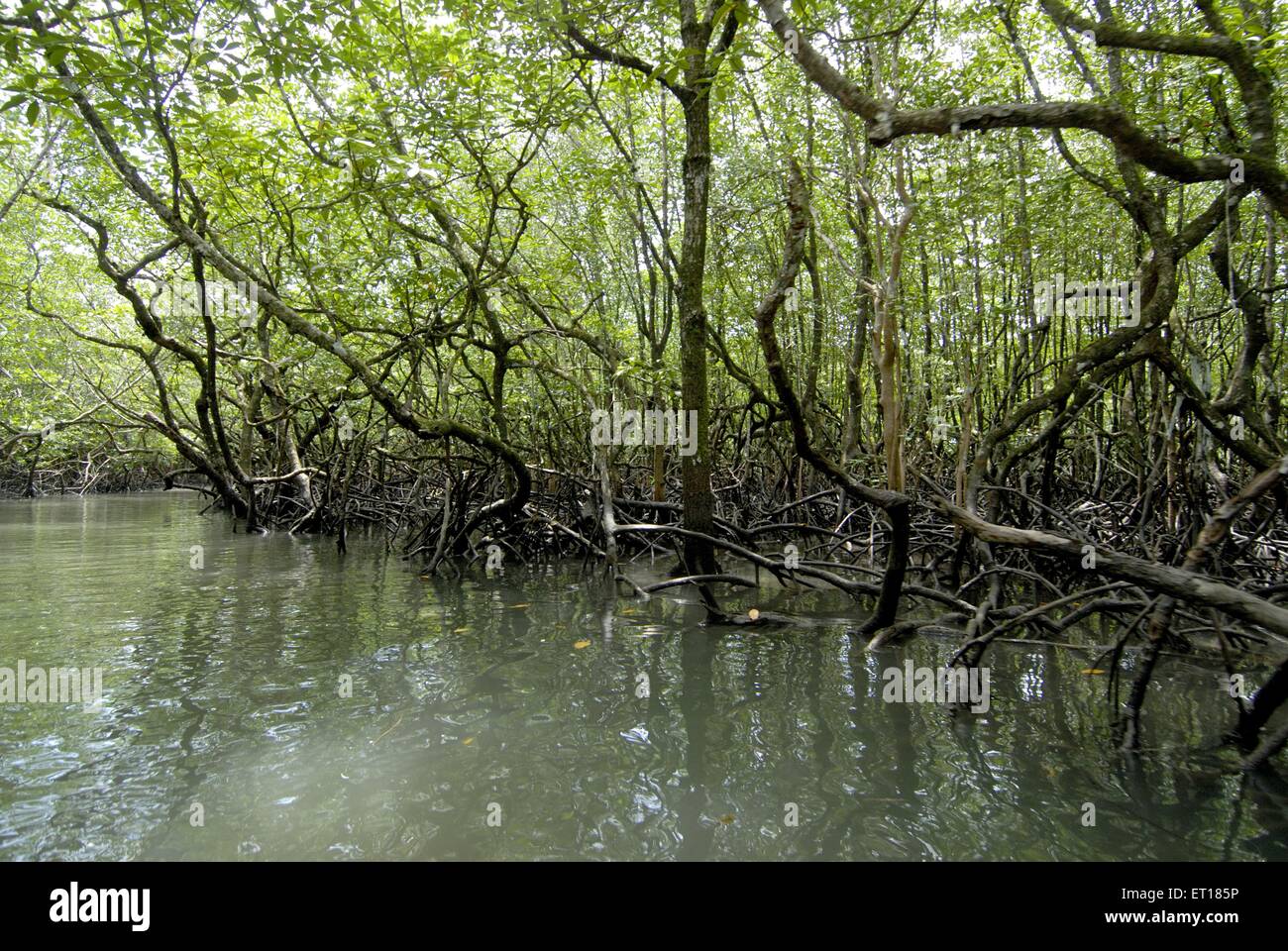 Radici di mangrovie, Isole Andamane, Port Blair, Isole Andamane e Nicobar, territorio dell'Unione dell'India, UT, India, Asia Foto Stock