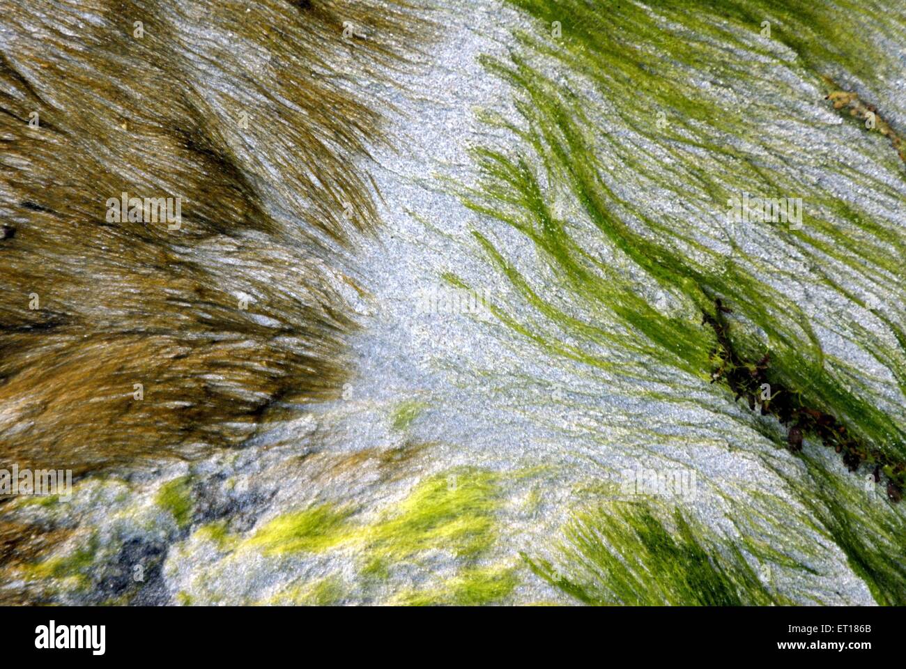 Muschio verde, spiaggia di Radhanagar, Port Blair, Andaman e Nicobar, territorio dell'Unione di India, UT, India, Asia Foto Stock