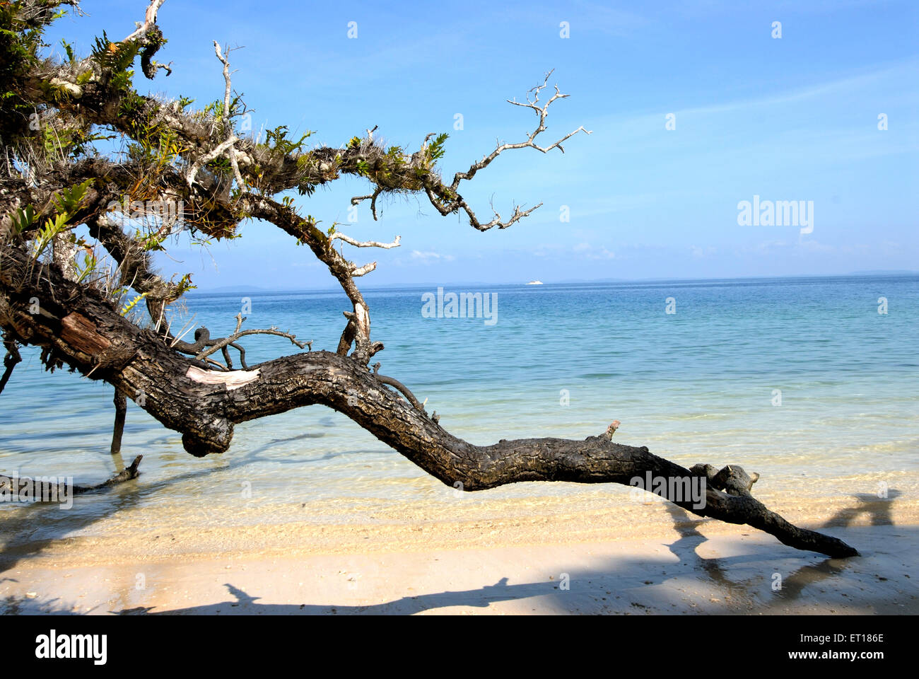 Spiaggia di Radhanagar ; Isole Andaman ; Baia del Bengala ; India Ottobre 2008 Foto Stock