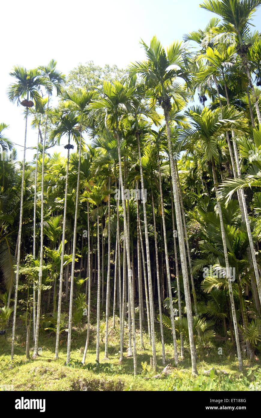 Areca alberi di noce, betel alberi di noce, areca palma, Port Blair, Andaman e Nicobar isole, territorio dell'Unione di India, UT, India, Asia Foto Stock
