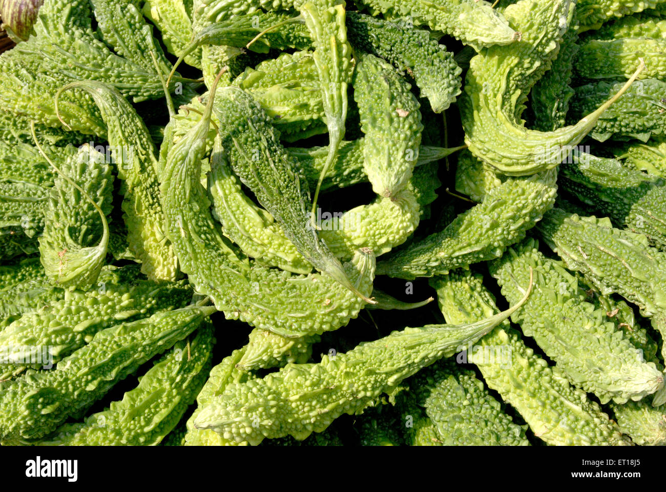 Zucca amara, charantia di Momordica, melone amaro, goya, mela amara, zucca amara, pera balsamo, Foto Stock