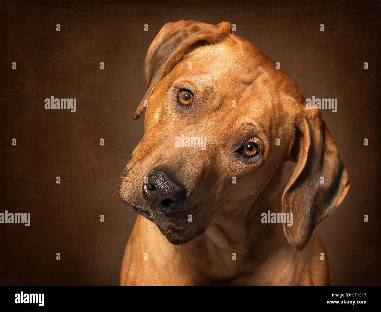 Ridgeback inclinazione testata Foto Stock