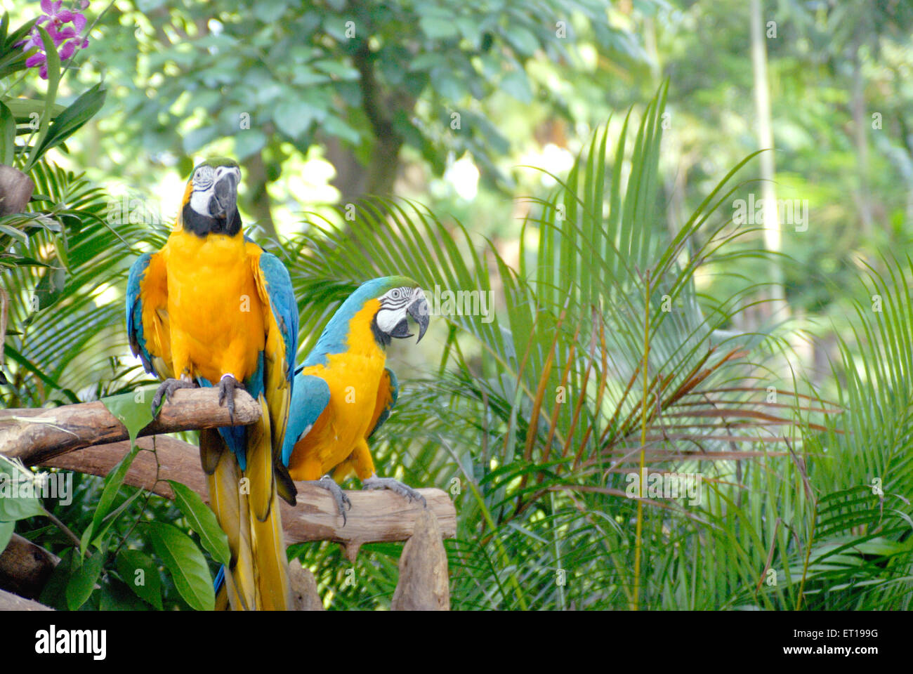 Blu e Oro macaws a Jurong Bird Park ; Singapore Foto Stock