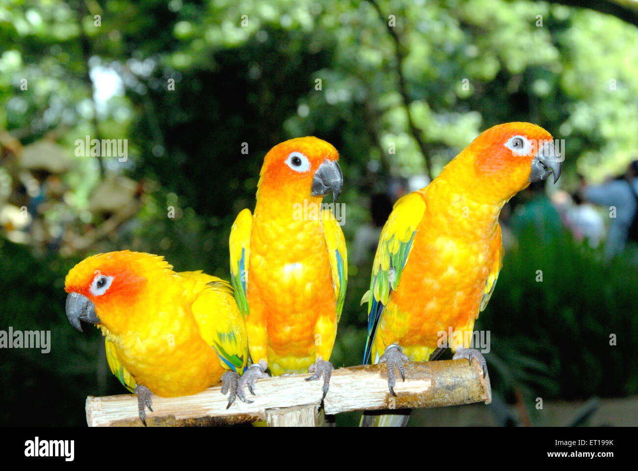 Macaw Bird, New World Parrot, Jurong Bird Park voliera, Jurong, Singapore, Asia Foto Stock