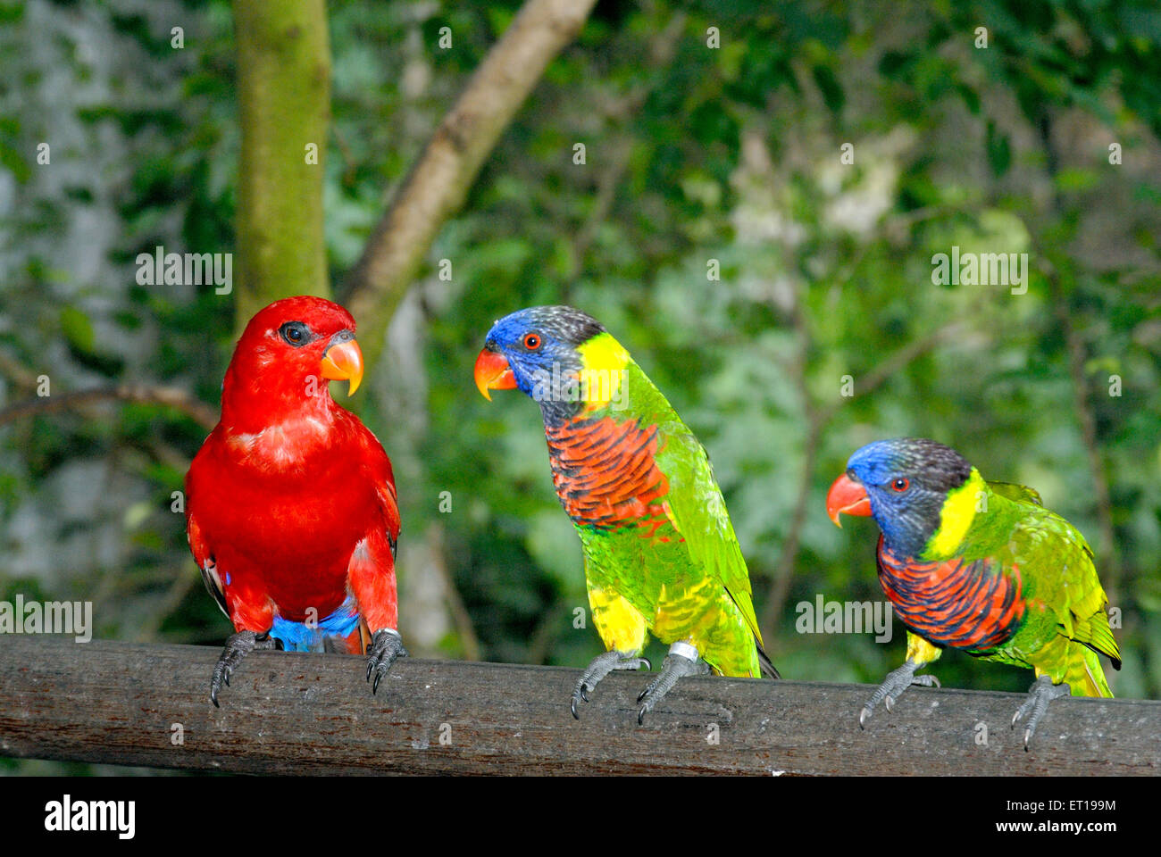 Macaw Bird, New World Parrot, Jurong Bird Park voliera, Jurong, Singapore, Asia Foto Stock