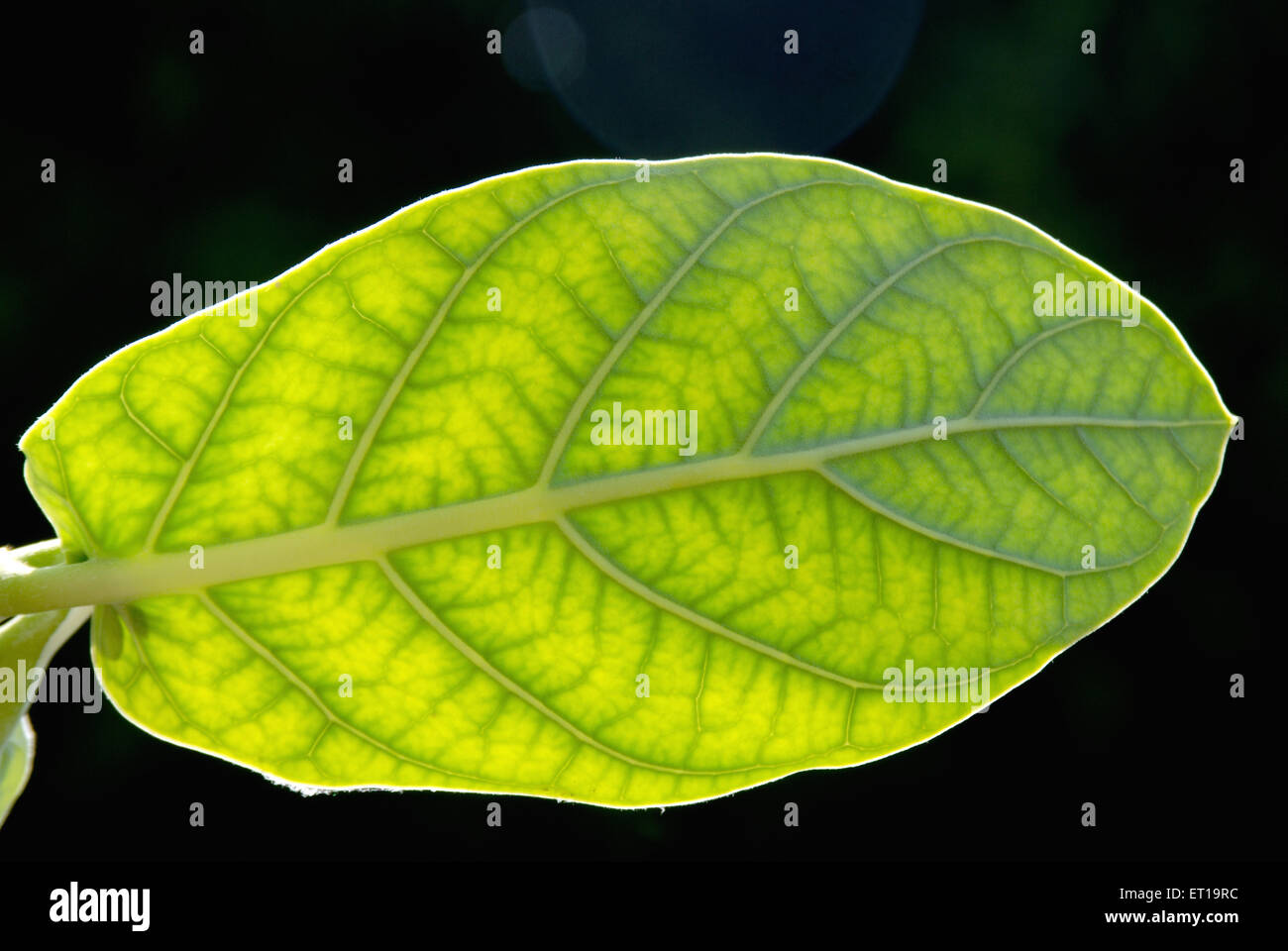 Rui asclepiadaceae calotropis procera leaf Foto Stock