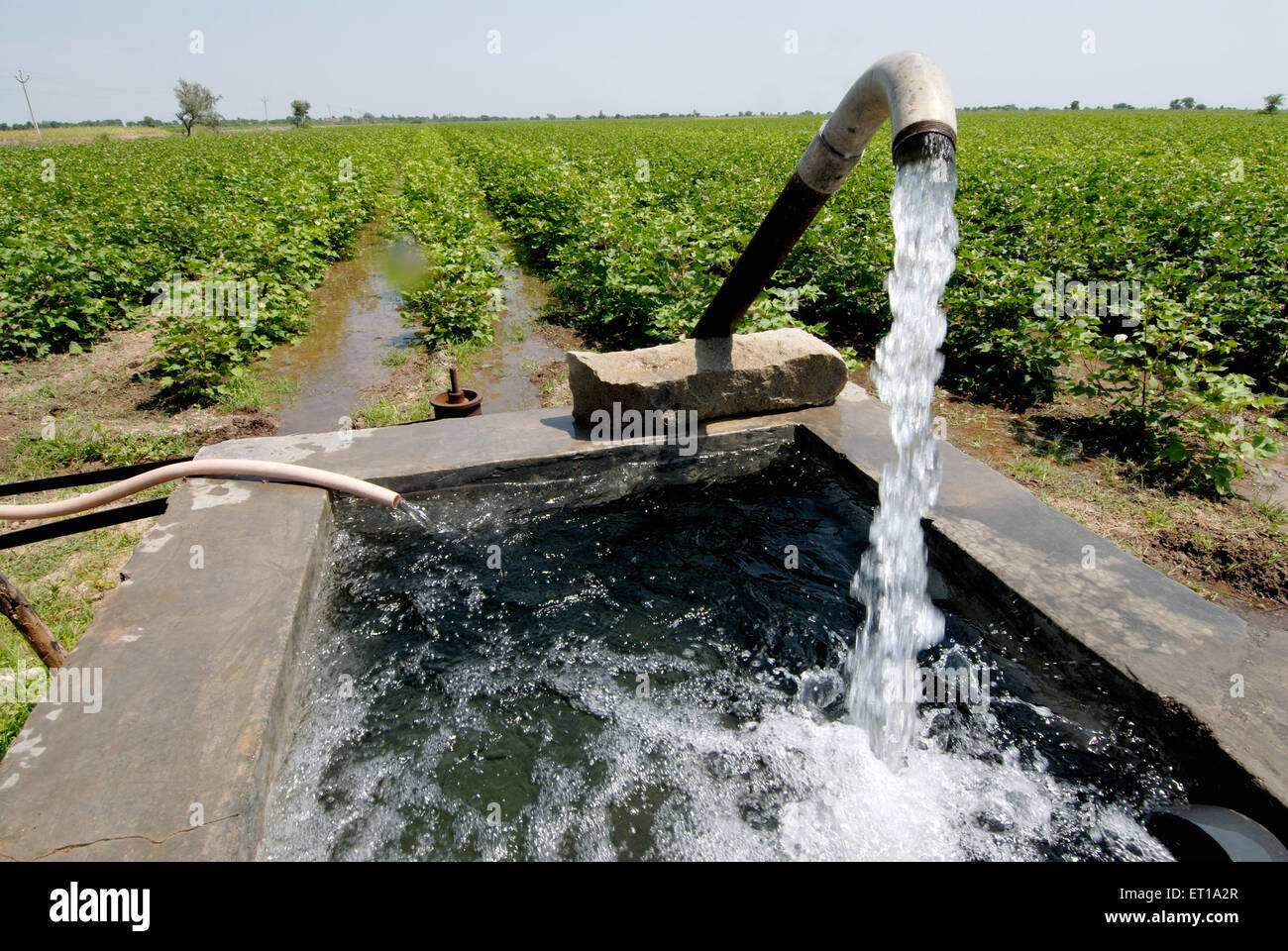 Acqua che versa dal tubo a campo di pianta di cotone , Amreli , Gujarat , India , Asia Foto Stock