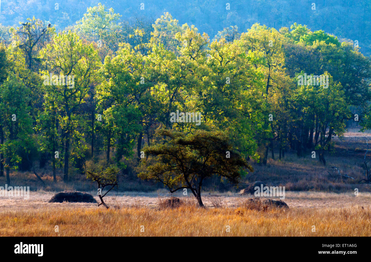 Alberi della foresta Bandhavgarh Madhya Pradesh India Asia Foto Stock