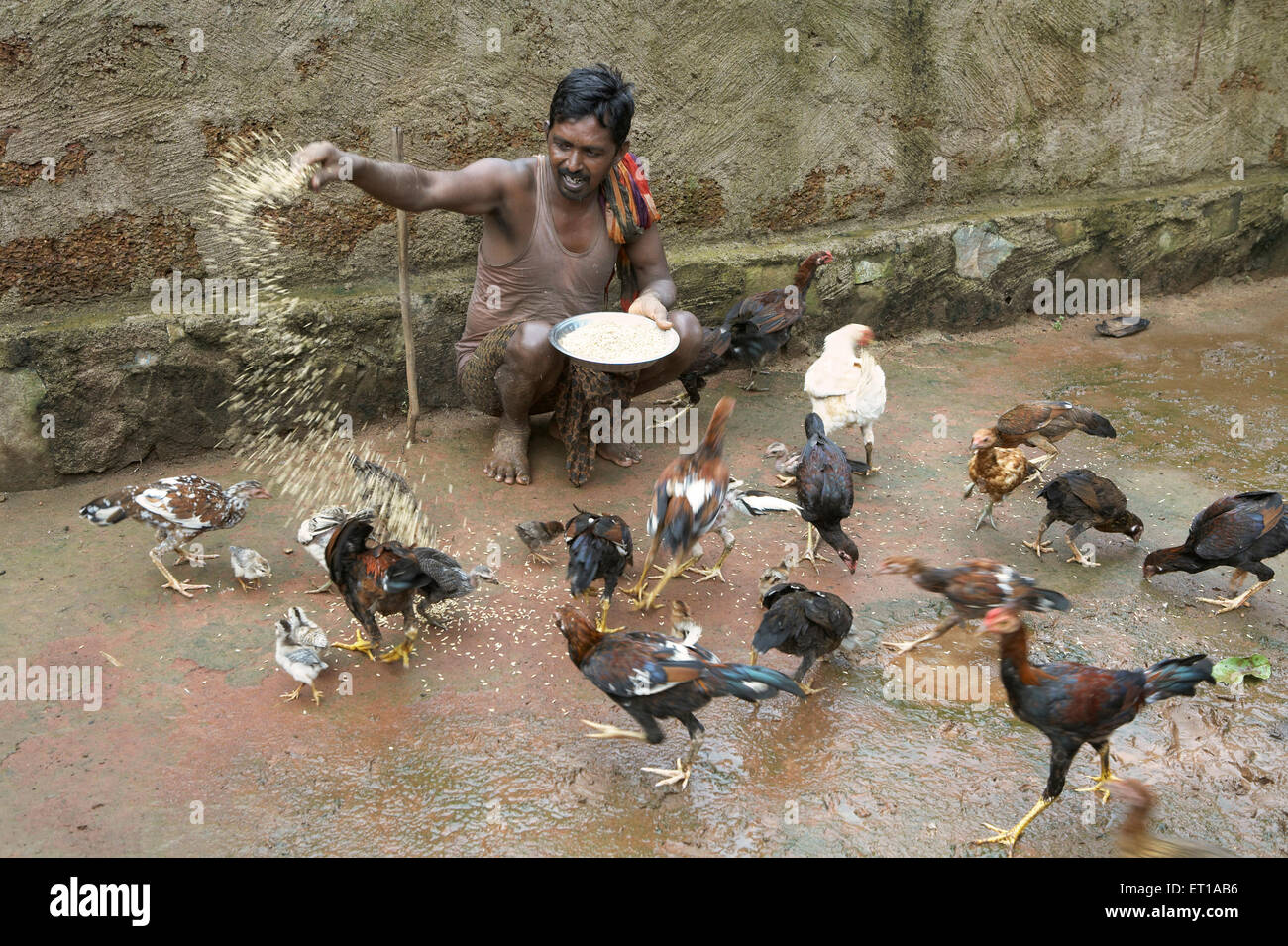 Uomo che alimenta il pollo, ONG, organizzazione cinese dello sviluppo rurale, CORDONE, Deuladiha, Telkoi, Kendujhar, Orissa, Odisha, India, Asia Foto Stock