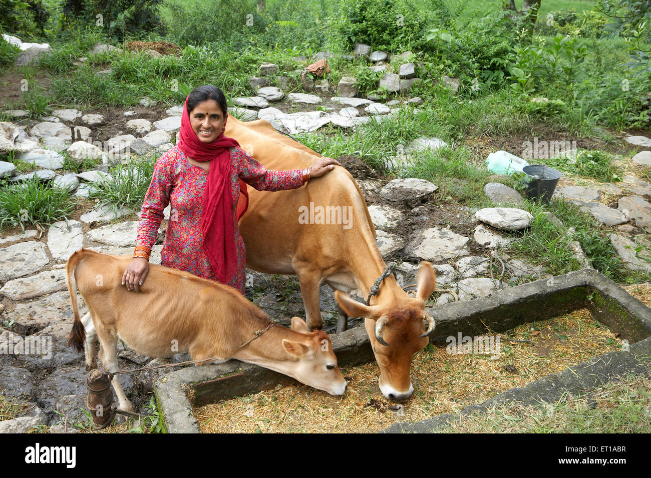 Signora rurale con latte di mucca e di vitello zootecnia iniziativa economica avviato da ONG Organizzazione Chinmaya dello sviluppo rurale Foto Stock