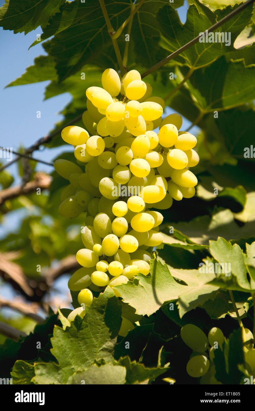 Frutti ; closeup del grappolo di uva in fattoria di uva ; Akkalkot ; District Solapur ; Maharashtra ; India 25 Gennaio 2009 Foto Stock