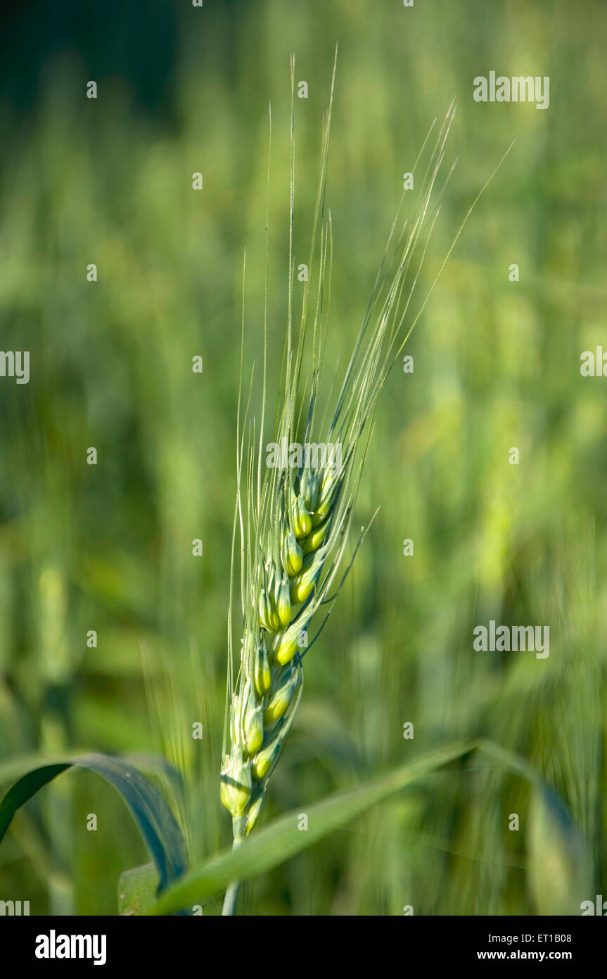 Coltura di grano ; Solapur ; Maharashtra ; India Foto Stock