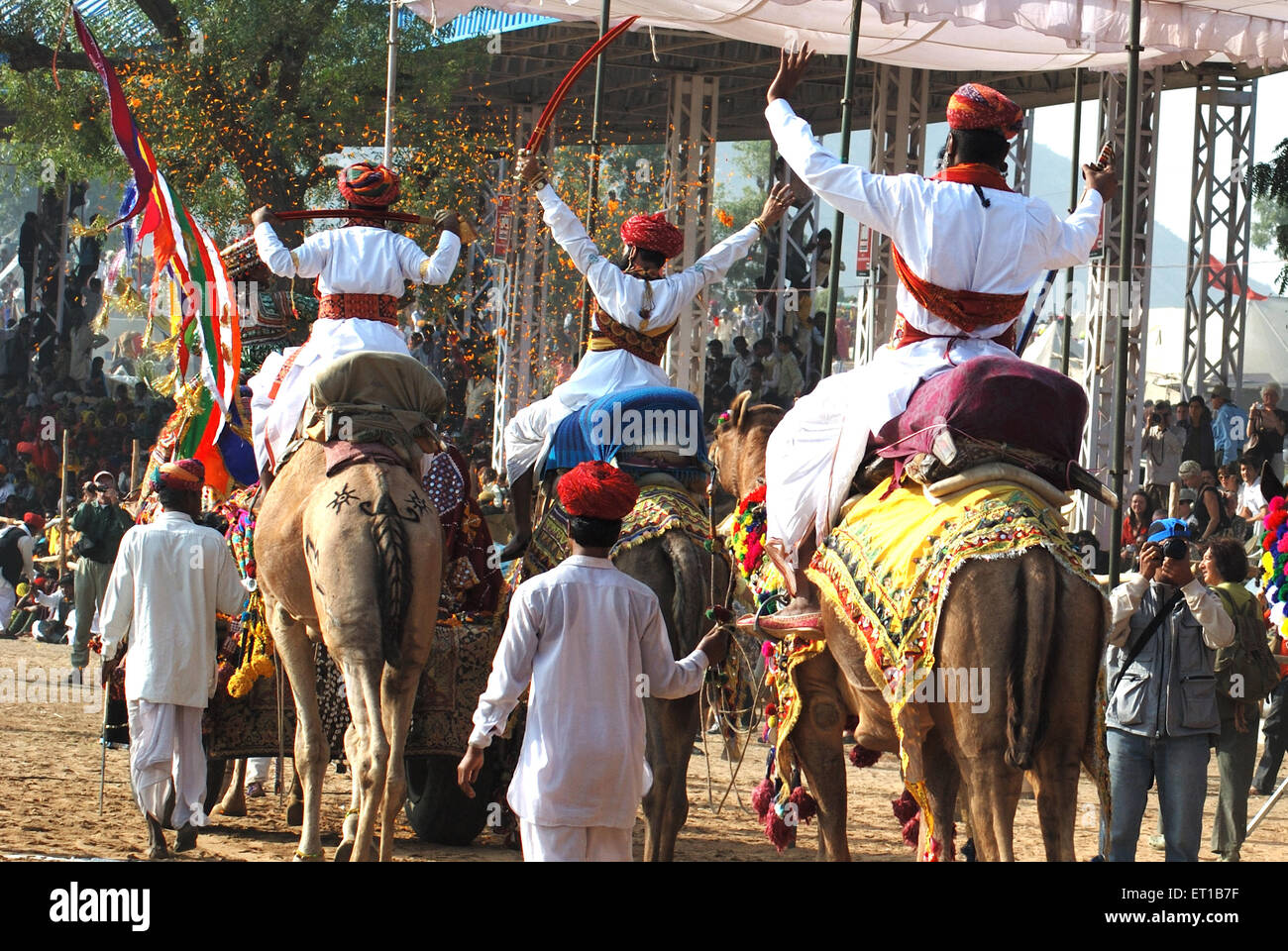 Cammelli marciando in Pushkar fair ; Rajasthan ; India Foto Stock