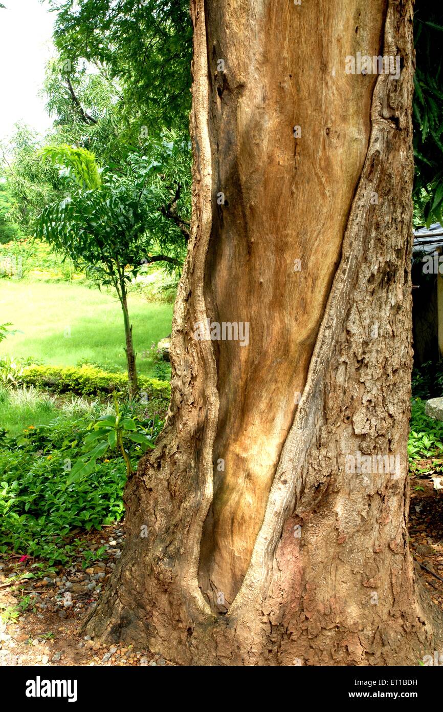 Tronco di albero del Parco Nazionale Sanjay Gandhi ; Borivali ; Bombay ; Mumbai ; Maharashtra ; India ; Asia ; Asia ; indiano Foto Stock