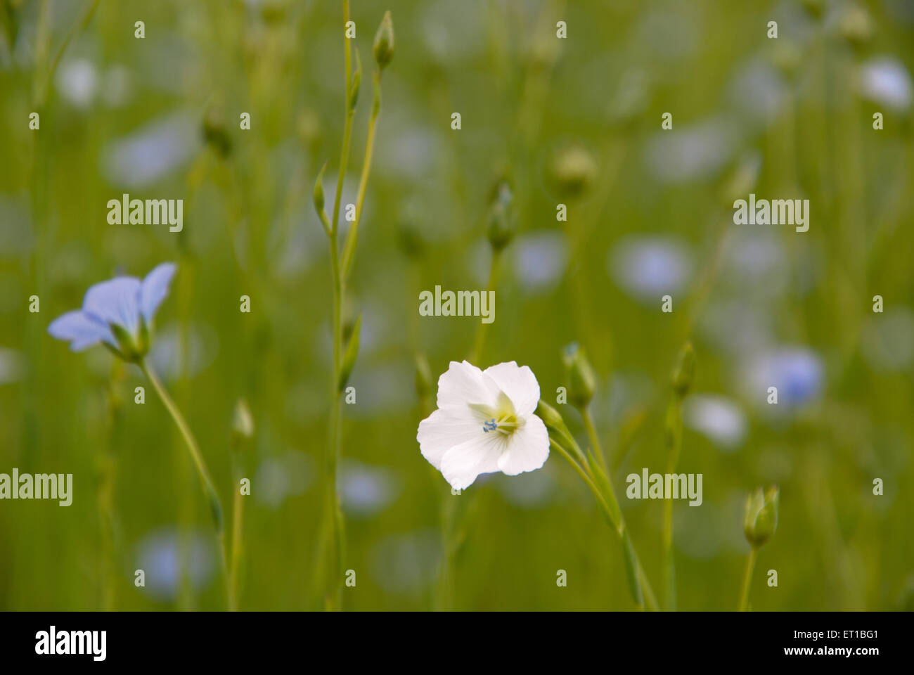 Bianco e blu fioritura lino sul campo nei Paesi Bassi Foto Stock
