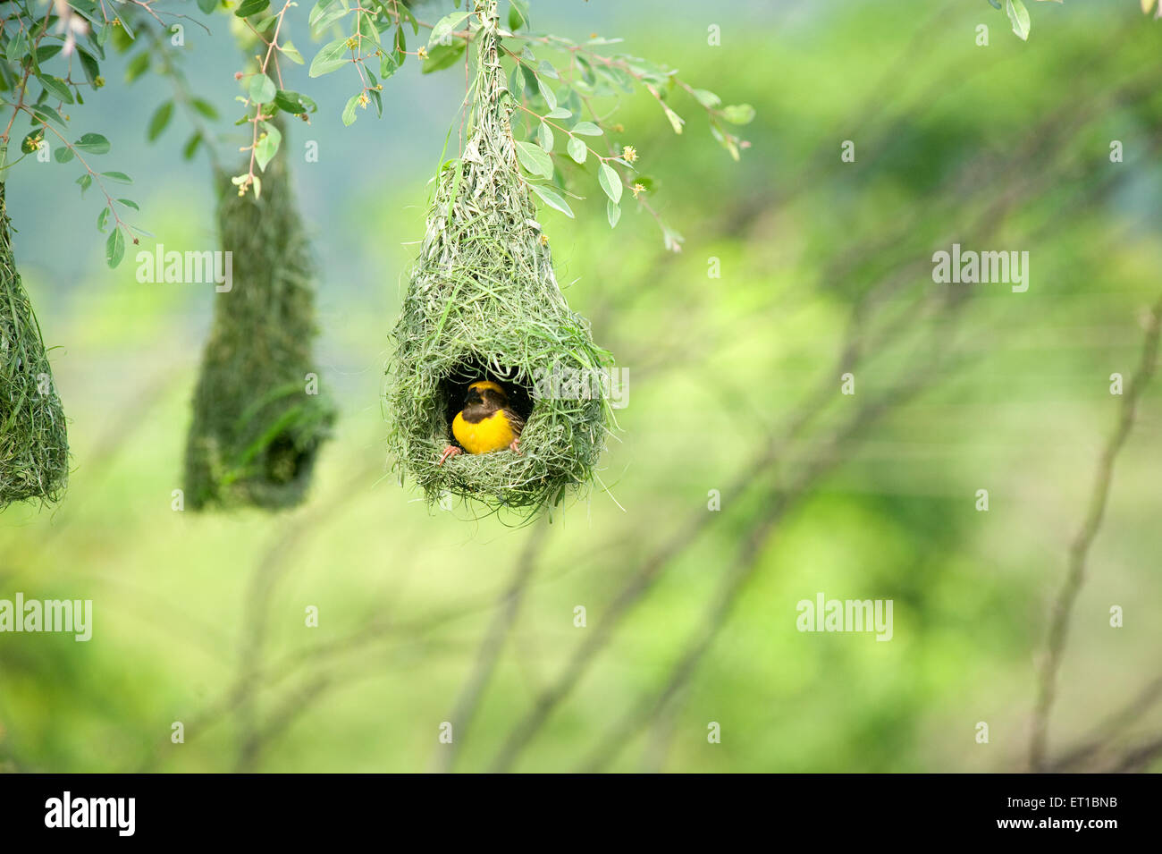 Baya weaver battenti per la nidificazione ; India Foto Stock