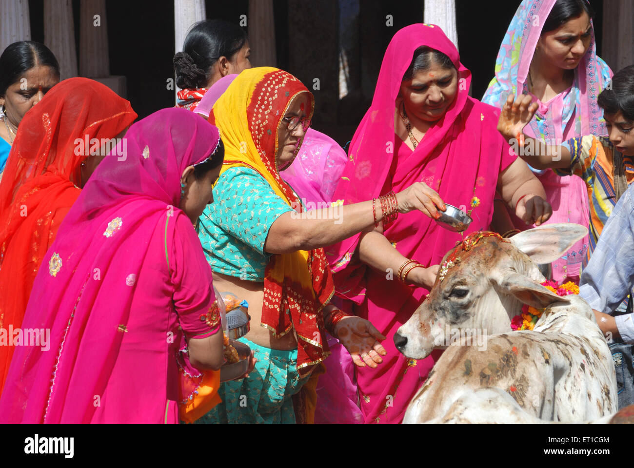 Adorazione delle mucche durante il festival indù bachcha baaras Jodhpur Rajasthan India adorazione degli animali indiani Foto Stock